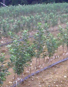baby trees